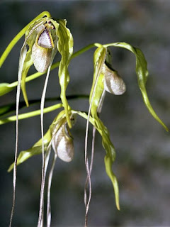 lady slipper orchids