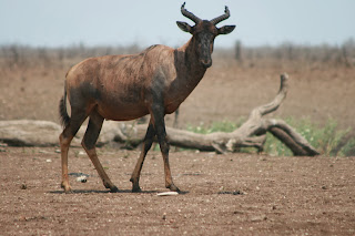 Ook voor het Liechtenstein hartenbeest is het leven on the wildside hard en onvoorspelbaar, ze zijn lange tijd niet gesignaleerd geweest in het Krugerpark