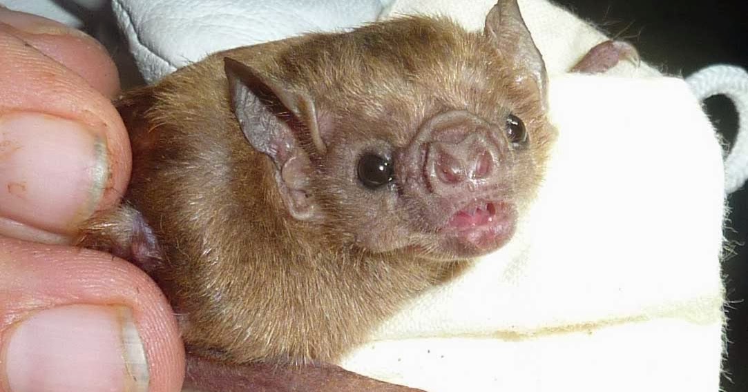Animal A Day!: White-winged Vampire Bat