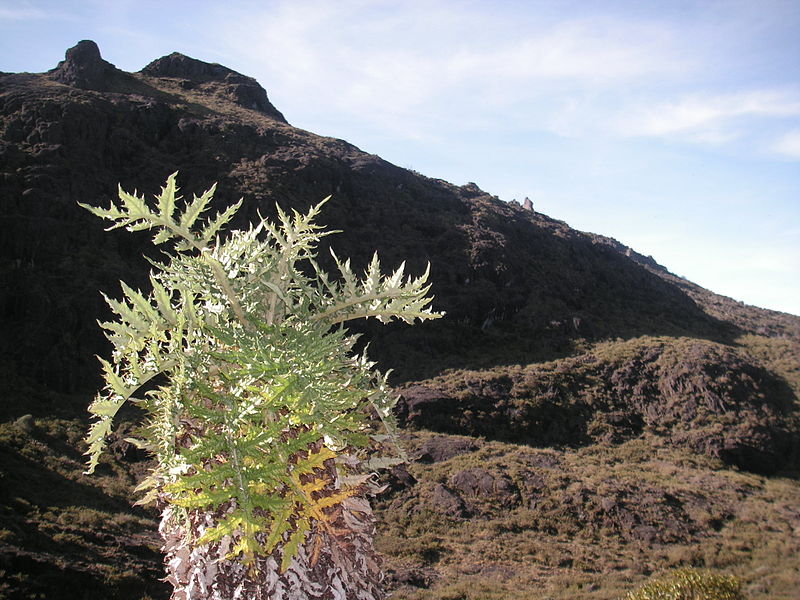 Cerro Chirripo