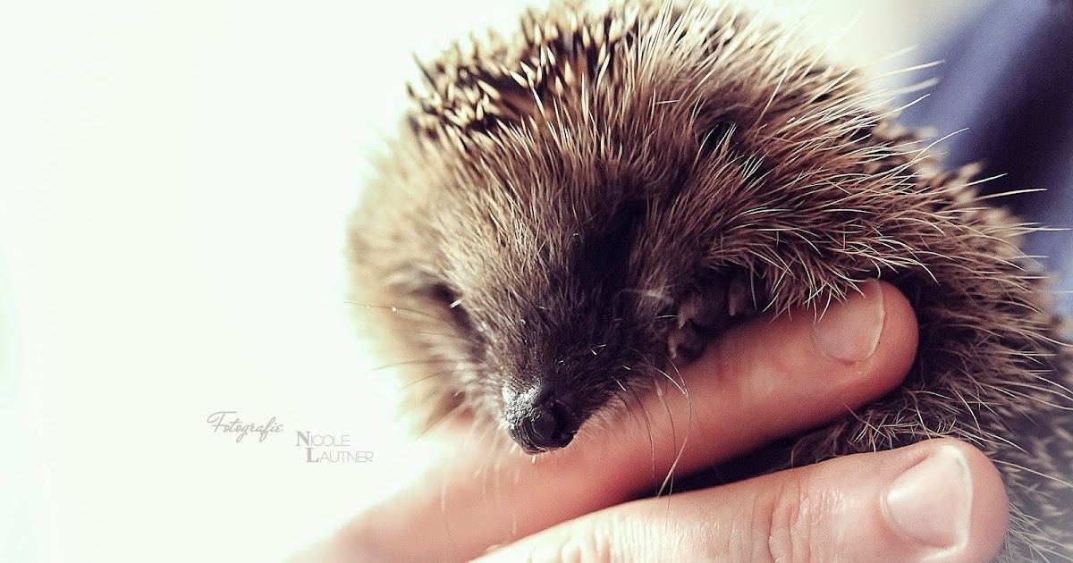 Nicolina S Augenblick Hedgehog Toby