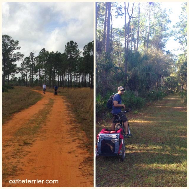Holiday Weekend at Highlands Hammock State Park Oz the Terrier