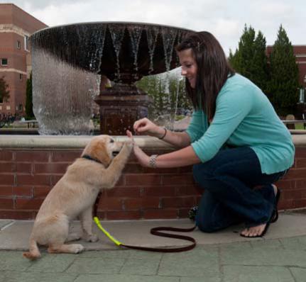 GUIDE DOG TRAINING guide dog training: