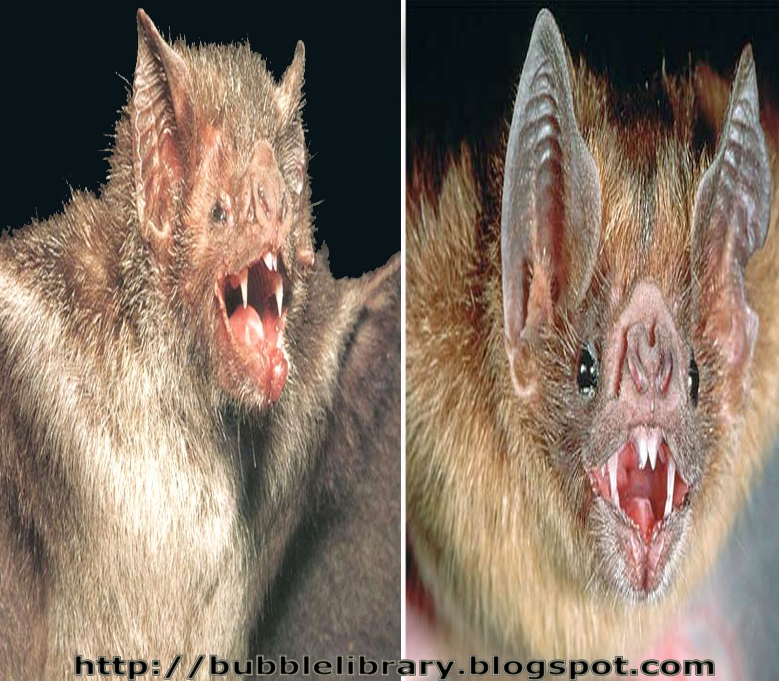 B u B b L e L i B R A R Y Why are vampire bats dangerous?