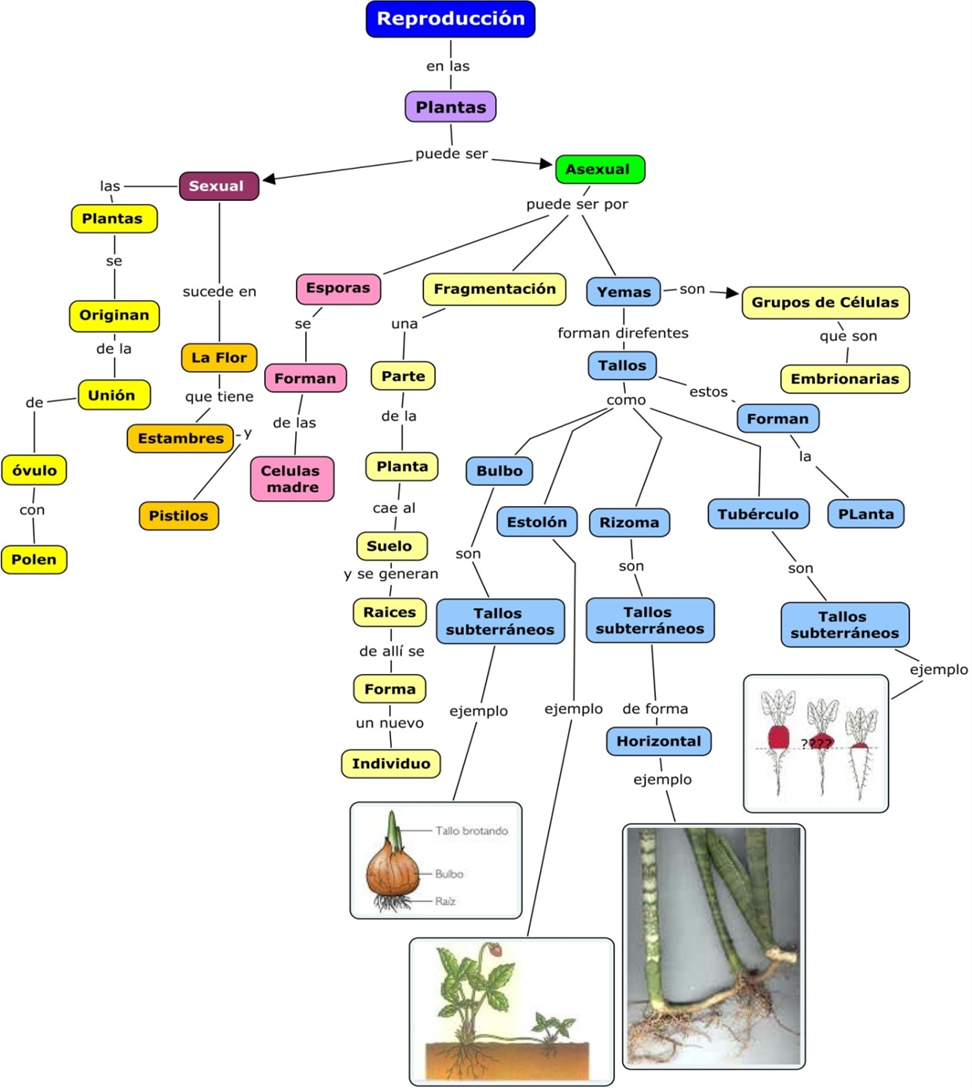 REPRODUCCIÓN DE LAS PLANTAS REPRODUCCIÓN DE LAS PLANTAS