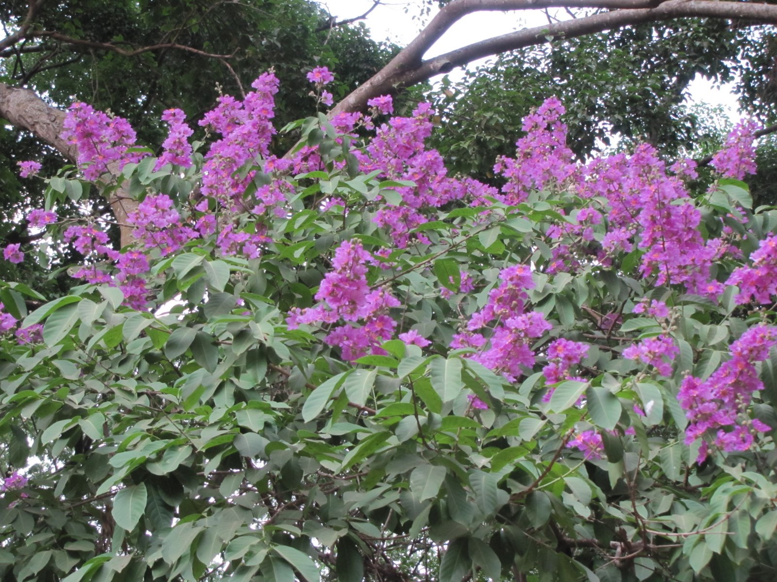 Hallucinations! The late bloomers