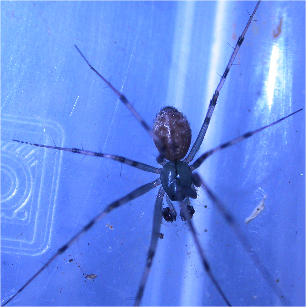 Arachnerds Money Spiders Linyphiidae