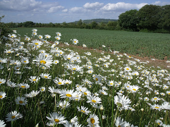 Summer has arrived in the Saunderton Gap