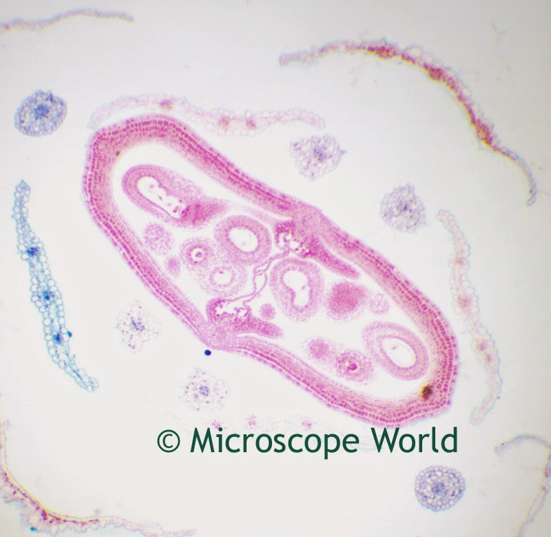 Microscopy flower image