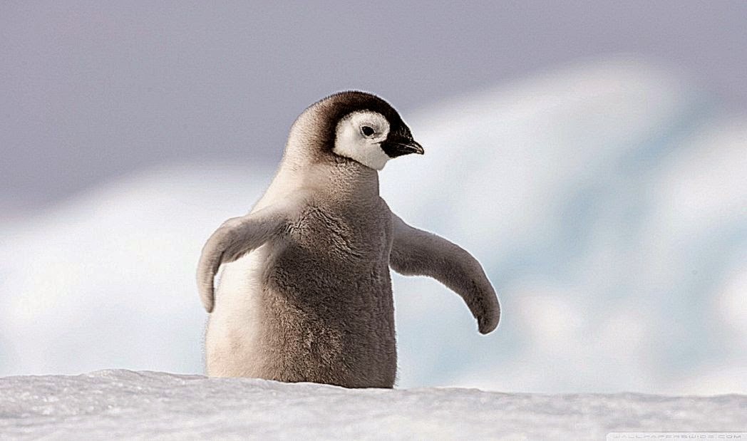 Baby Penguin Antarctica HD desktop wallpaper High Definition Baby Penguin Antarctica HD desktop wallpaper High Definition