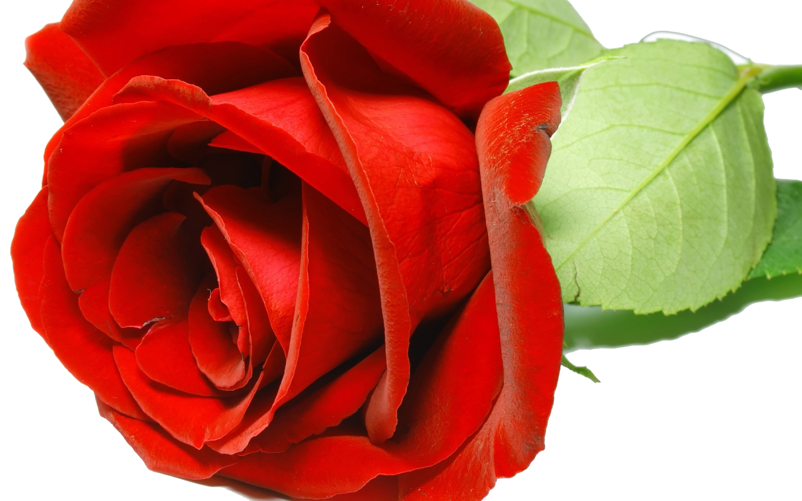 Frames & png: flowers