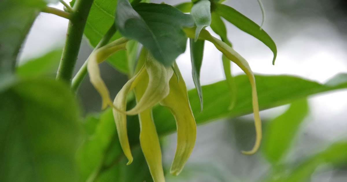 Trees and Plants Ylang Ylang