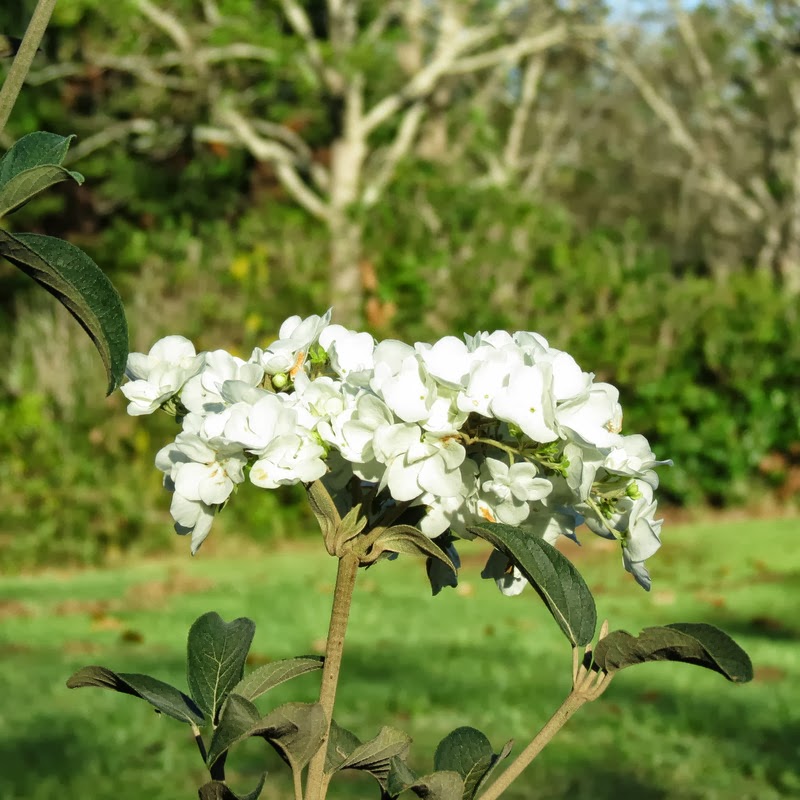 Miss Dixie Chinese Snowball Viburnum