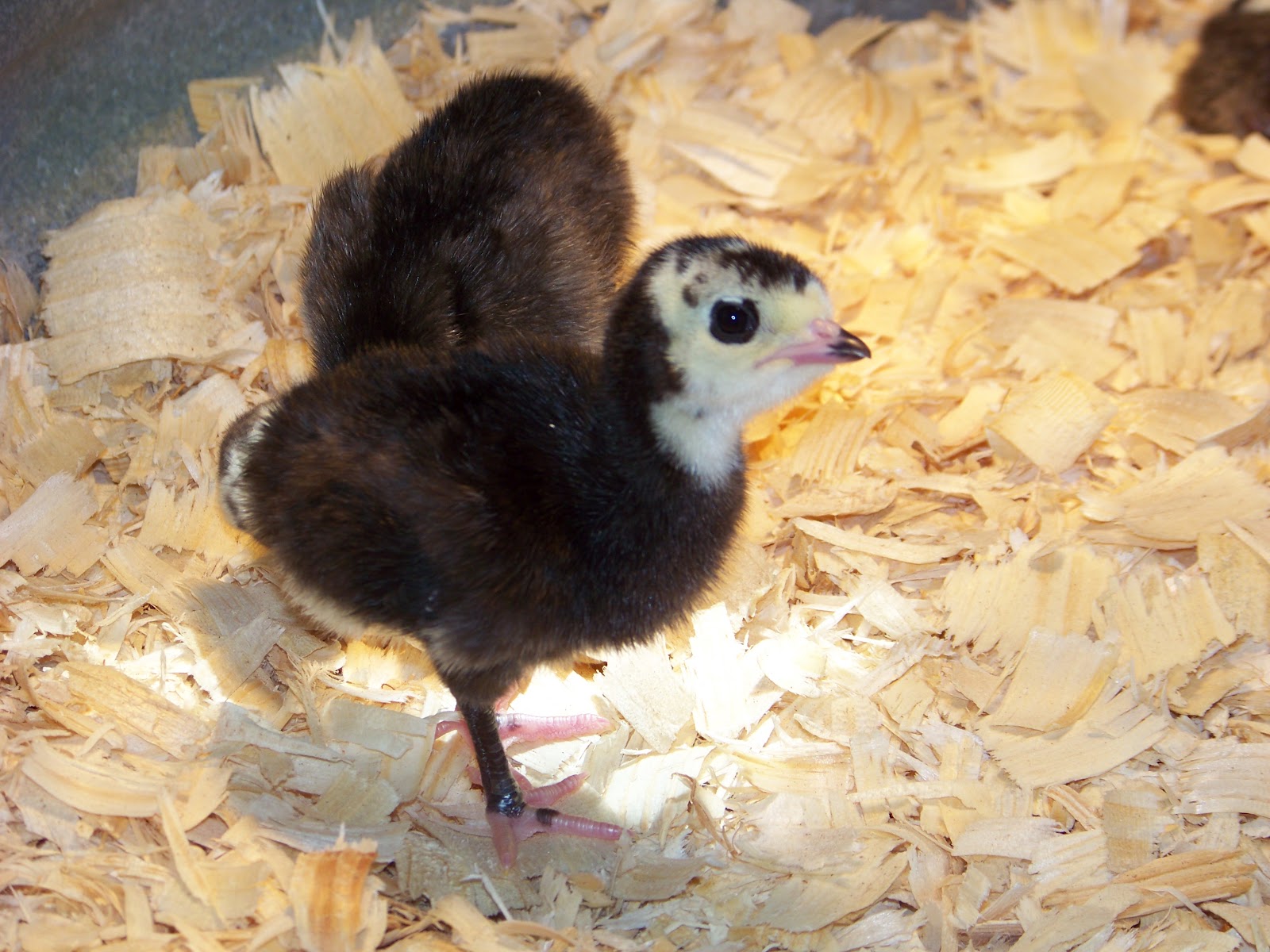 Our Heritage Black Spanish Turkeys Community Chickens