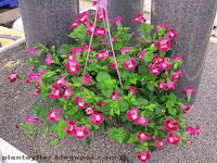 Torenia fournieri
