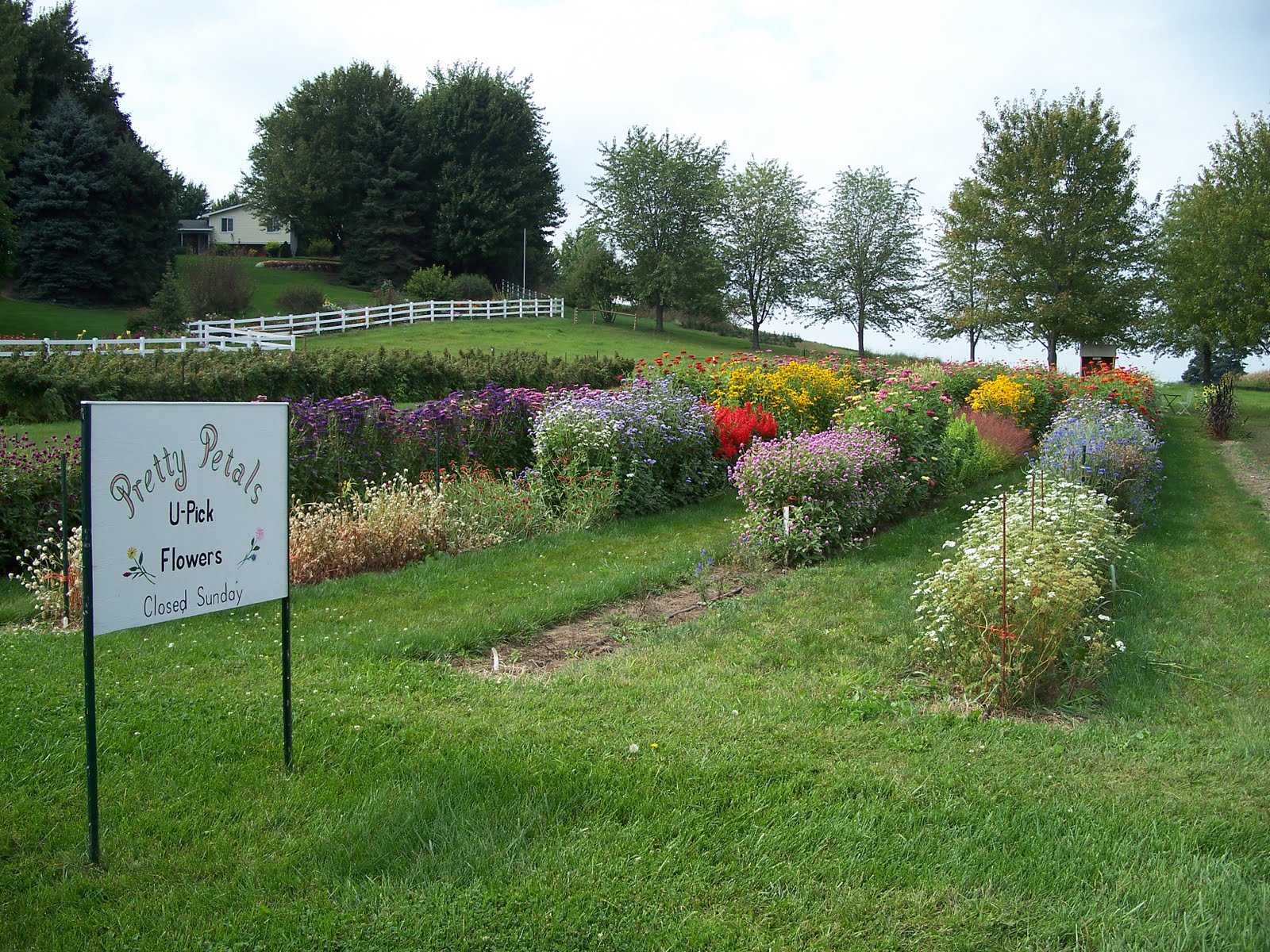 Pretty Petals UPick Flowers