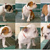 Como educar un cachorro bulldog Ingles en el hogar