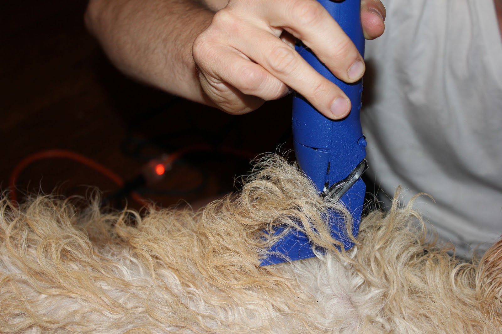 Goldilocks & Her Doodle Shearing a Big 'Ole Sheep (Goldendoodle!)