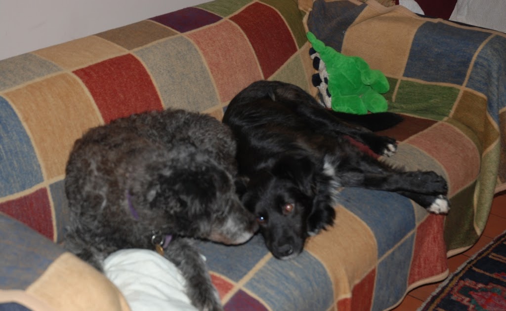 lesleys animal shelter Happy Dogs and Cats.