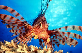 lion fish animal lionfish wallpaper