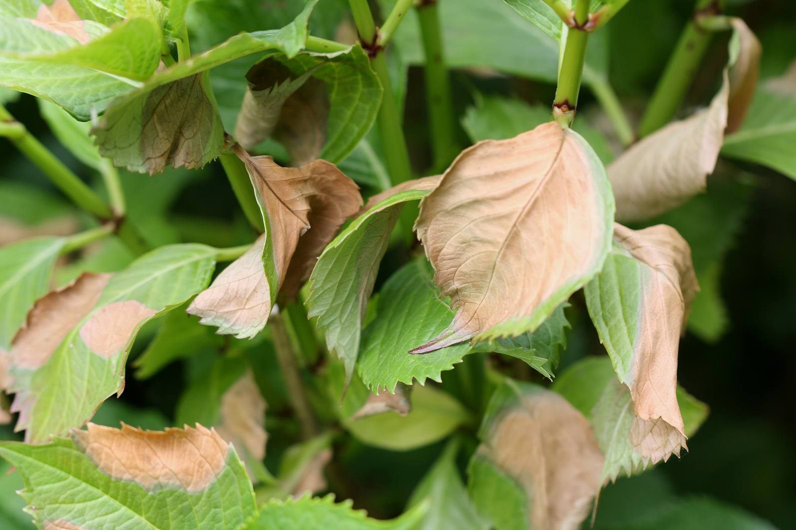 Sneuper Bruine bladeren Hortensia.