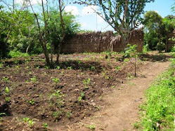 Maize and peanuts in tha farm