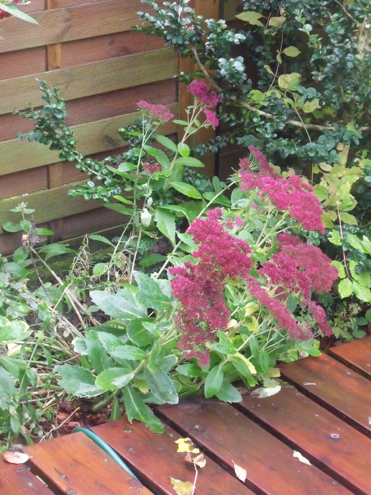 Jardin Contemporain A Tourcoing Octobre 2013