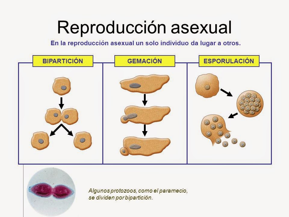 Biología Santiago Labrador Mecanismos y/o tipos de reproducción