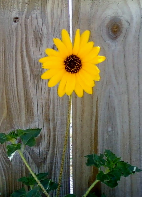 yellow sunflower weed