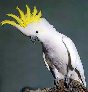 pictures of cockatoos pictures of cockatoos