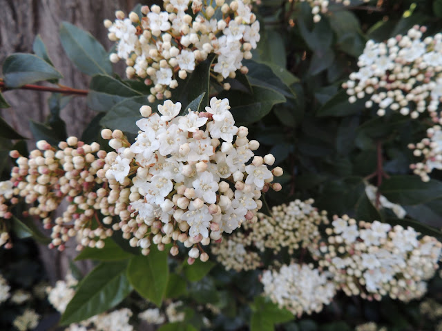 DURILLO - CORIMBOS EN FLOR EN FEBRERO