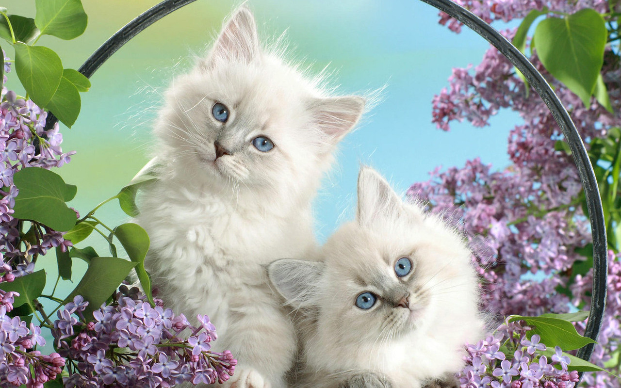 http://1.bp.blogspot.com/-iJ-IBjloEXk/T0vlcdP-c0I/AAAAAAAAE8Y/enGkmAq58p4/s1600/pisicute_albe.jpg
