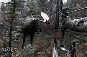 Bowhunting-moose-charges.gif
