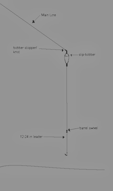 Breaking the Bank: The Slip-Bobber Rig carp fish diagrams 