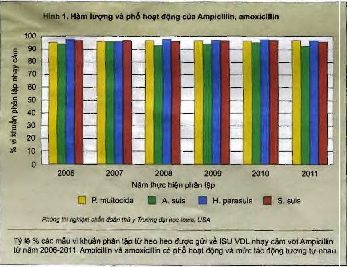 Hàm lượng và phổ hoại động của Ampicillin, Amoxxicillin
