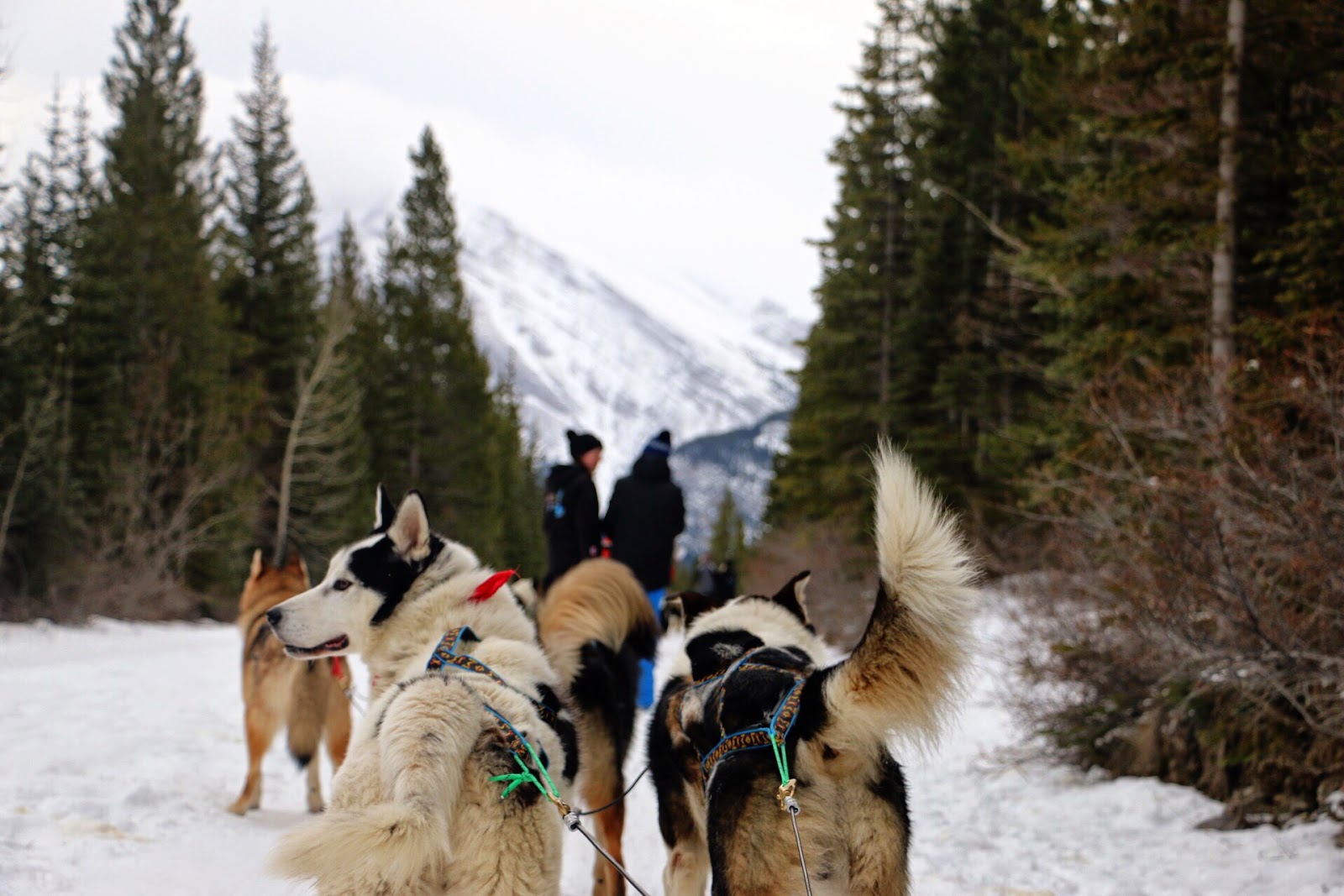 Sweet Divergence Dog Sledding in Banff Canada