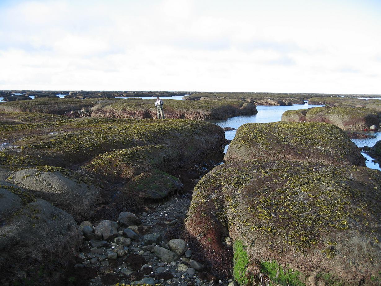 Middleton Island, Gulf of Alaska The 1956 Biological Reconnaissance of