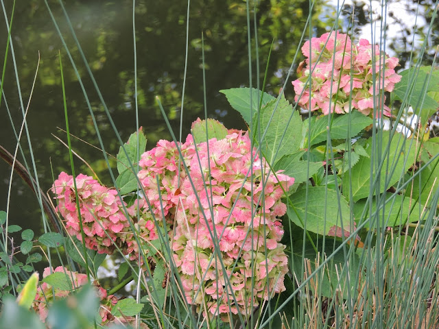 hortensia blanc