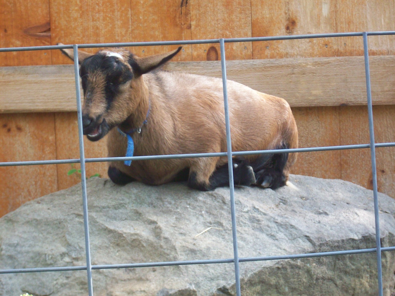 4 acres and a stream The goats are here! (And how to build a transport cage)