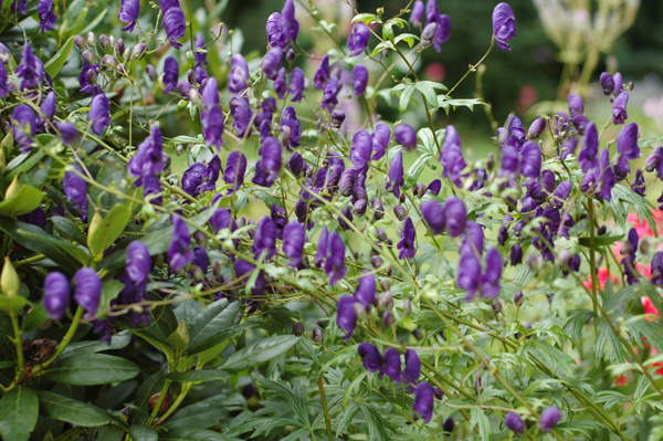 Onbekende bloem