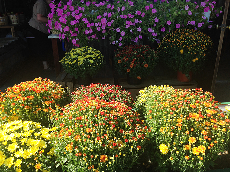 Dressel Farms flower pots, fall colors