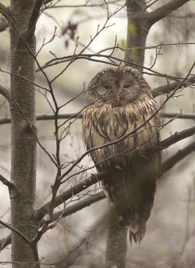 Ural Owl