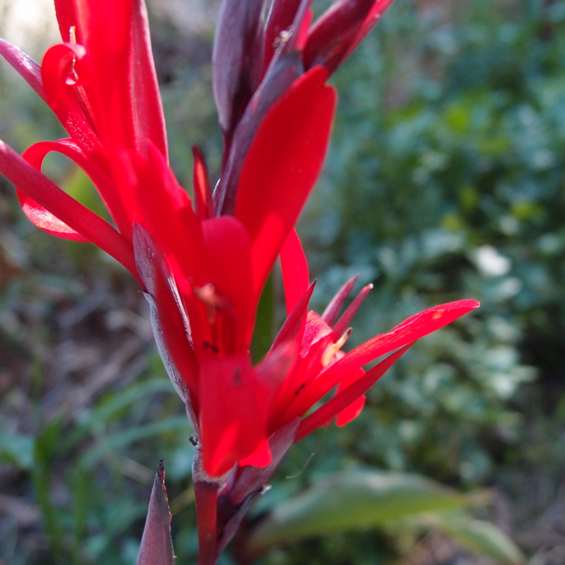 Queensland arrowroot