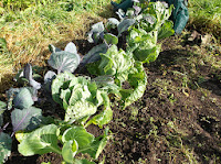 Winter Cabbages
