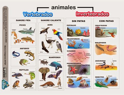 Imagenes De Animales Invertebrados Y Vertebrados | asxlab tics y recursos educativos aipcrt primaria animales Imagenes De Animales Invertebrados Y Vertebrados | asxlab tics y recursos educativos aipcrt primaria animales