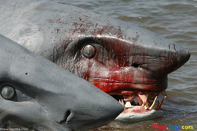 Phim Cá Mập 2 Đầu - 2 Headed Shark Attack [Vietsub] 2012 Online