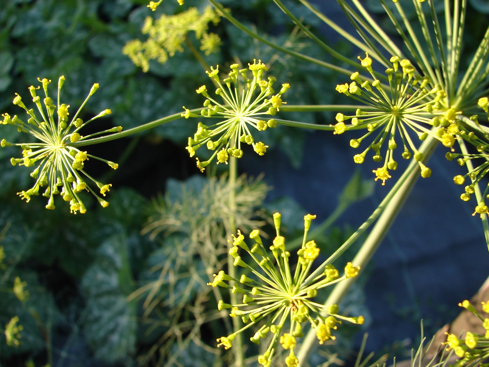 New Utah Gardener July Fireworks! Dill Flowers!