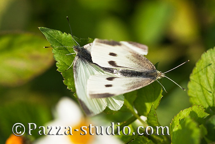 Butterflies Of Singapore Life History Of The Cabbage White