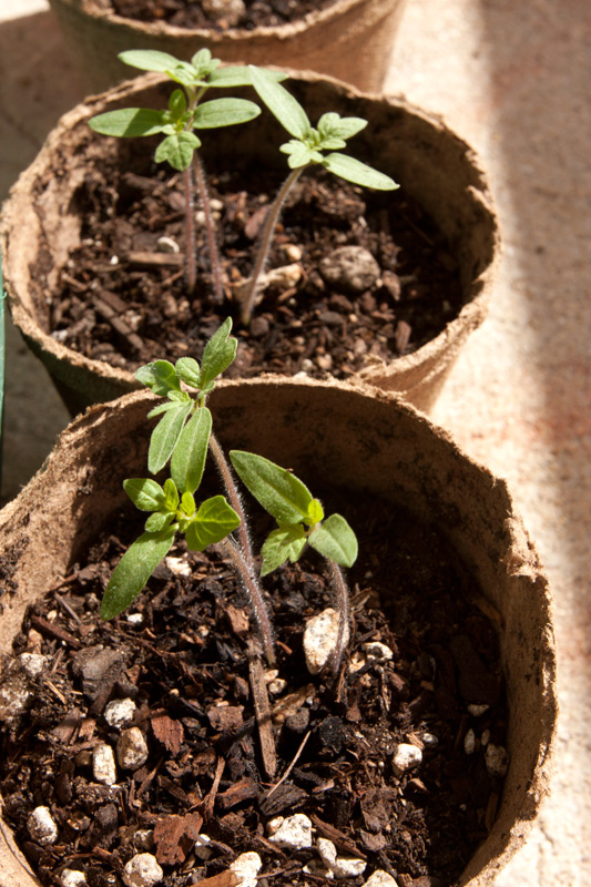 LargeFruited Red Cherry Tomatoes Adventures in Gardening Pohnpei