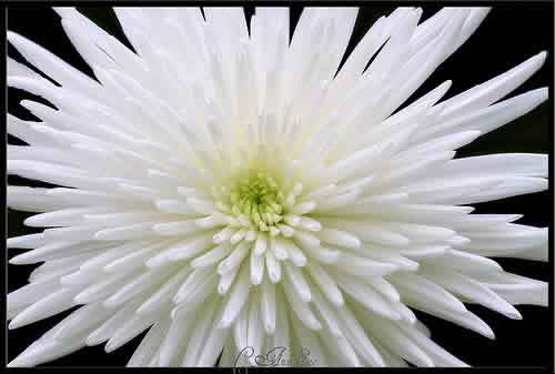 ngozi gold wedding flowers and their symbolic meanings what determines flower size